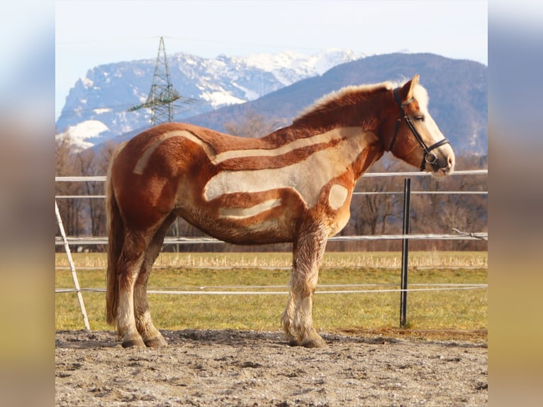 Polish Coldblood Mare 6 years 16 hh Chestnut-Red in Kirchbichl