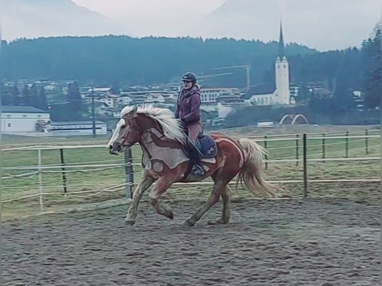 Polish Coldblood Mare 6 years 16 hh Chestnut-Red in Kirchbichl