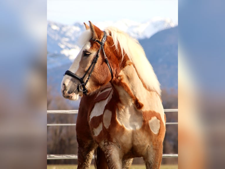 Polish Coldblood Mare 6 years 16 hh Chestnut-Red in Kirchbichl