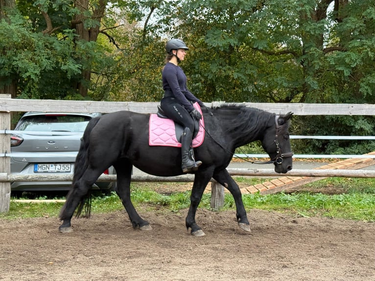Polish Coldblood Mare 6 years 16 hh  in Neumünster
