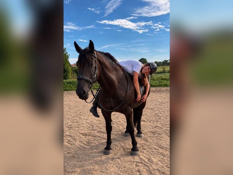 Polish Coldblood Mare 6 years 16 hh  in Neumünster