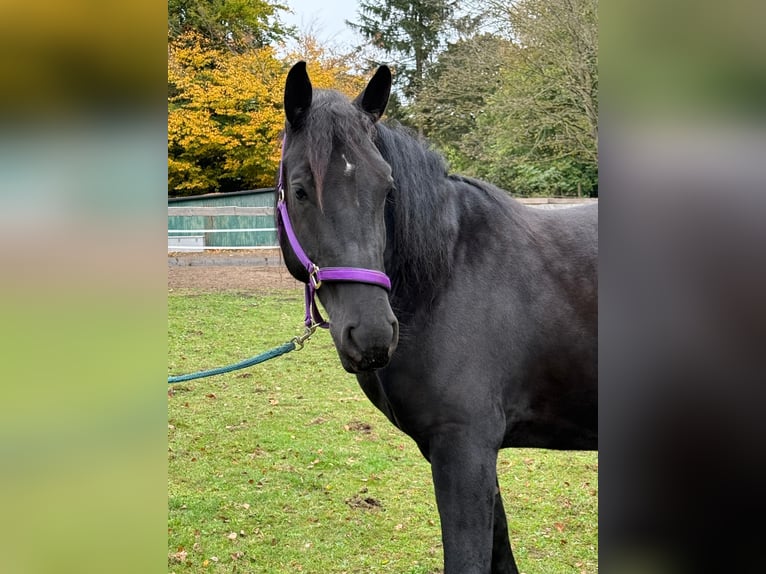 Polish Coldblood Mare 6 years 16 hh  in Neumünster