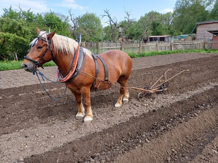 Polish Coldblood Mare 7 years 14,1 hh Chestnut-Red in Steuden