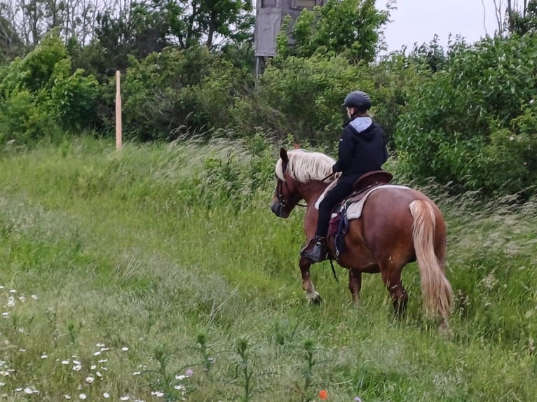 Polish Coldblood Mare 7 years 14,1 hh Chestnut-Red in Steuden