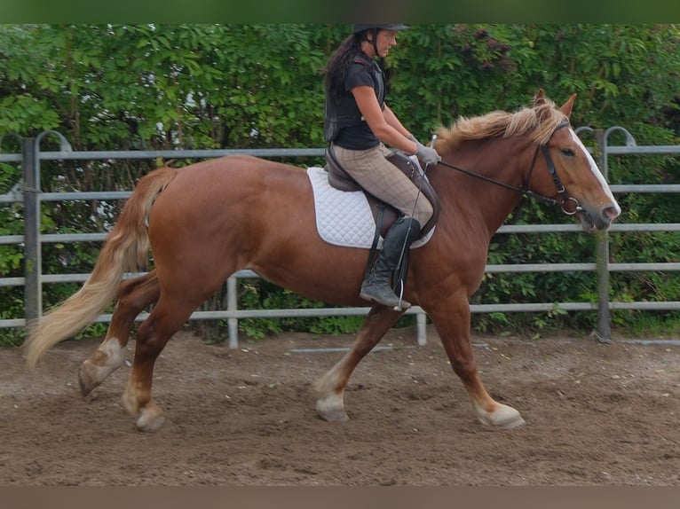 Polish Coldblood Mare 7 years 15.2 hh Chestnut in Buttstädt