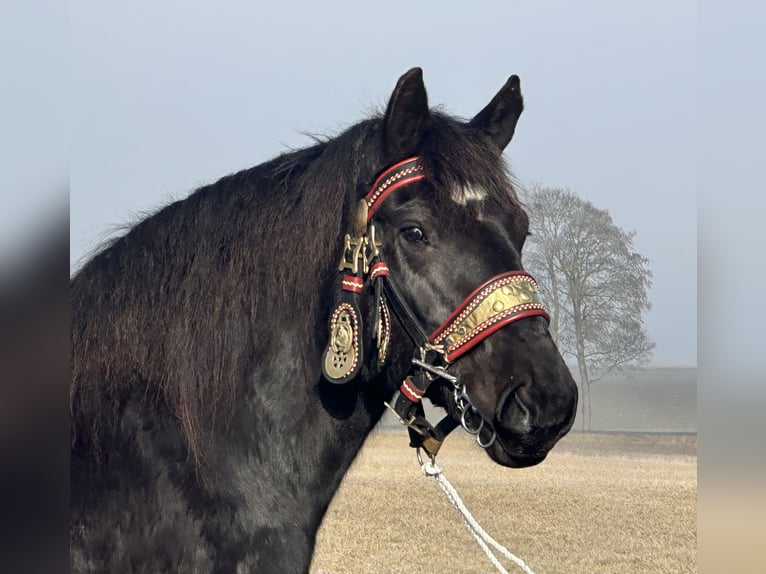 Polish Coldblood Mare 7 years 15,2 hh Black in Riedlingen