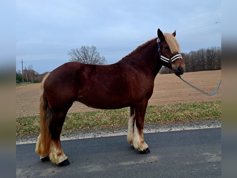 Polish Coldblood Mare 7 years 16.1 hh Chestnut-Red in Forst