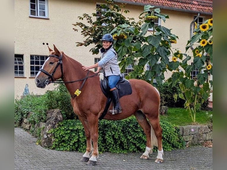 Polish Coldblood Mare 7 years 16,1 hh Chestnut-Red in Willebadessen