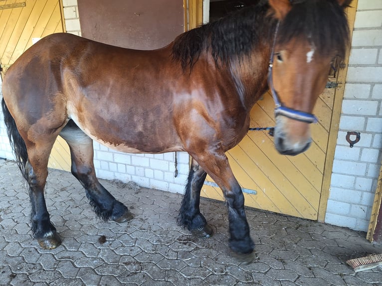 Polish Coldblood Mare 7 years 16 hh Brown in Todtnau
