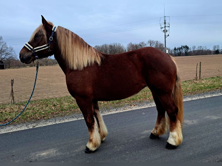 Polish Coldblood Mare 7 years 16 hh Chestnut-Red in FORST