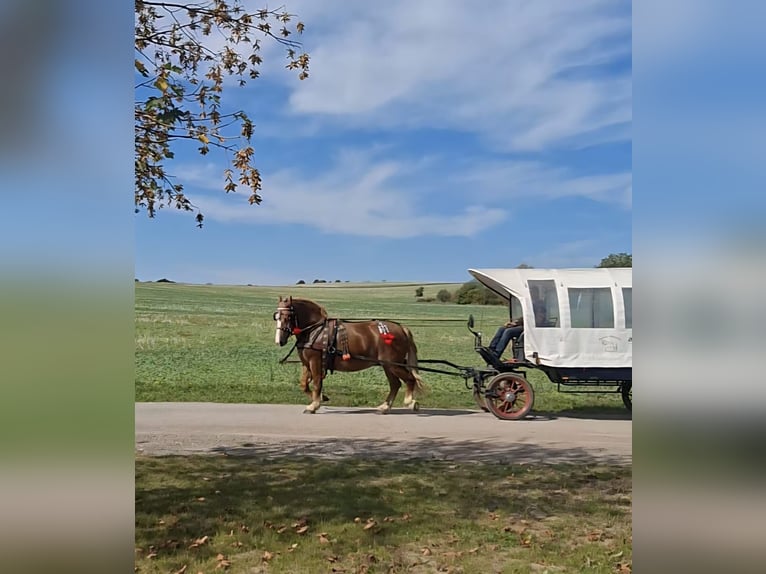 Polish Coldblood Mare 7 years 16,1 hh Chestnut-Red in Aschersleben