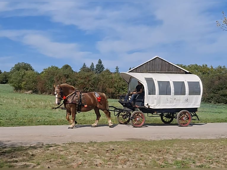 Polish Coldblood Mare 7 years 16,1 hh Chestnut-Red in Aschersleben