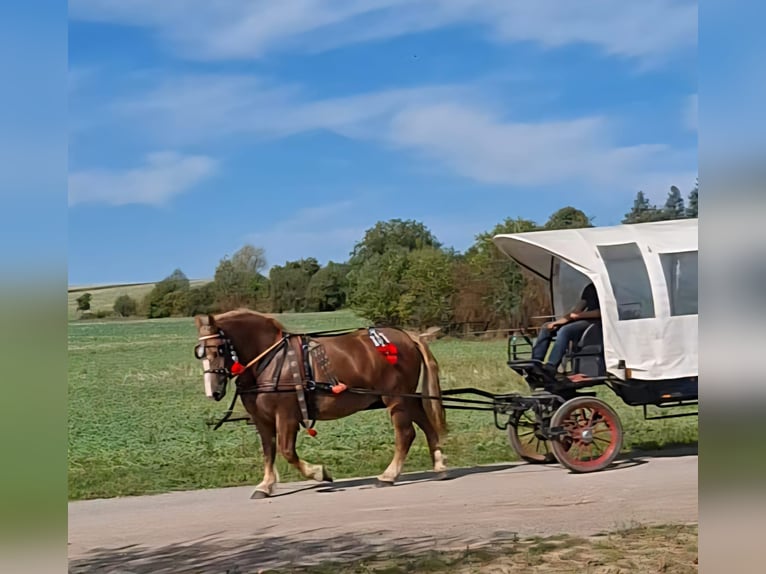 Polish Coldblood Mare 7 years 16,1 hh Chestnut-Red in Aschersleben