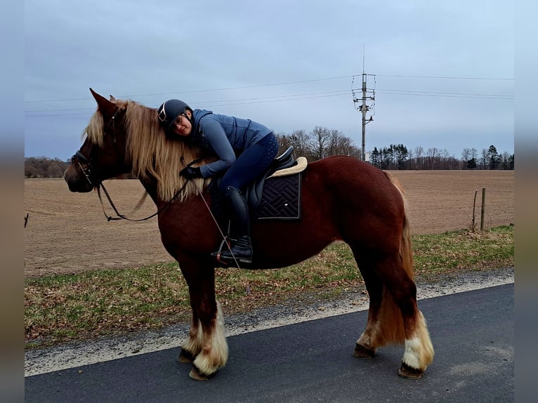 Polish Coldblood Mare 7 years 16,1 hh Chestnut-Red in Forst