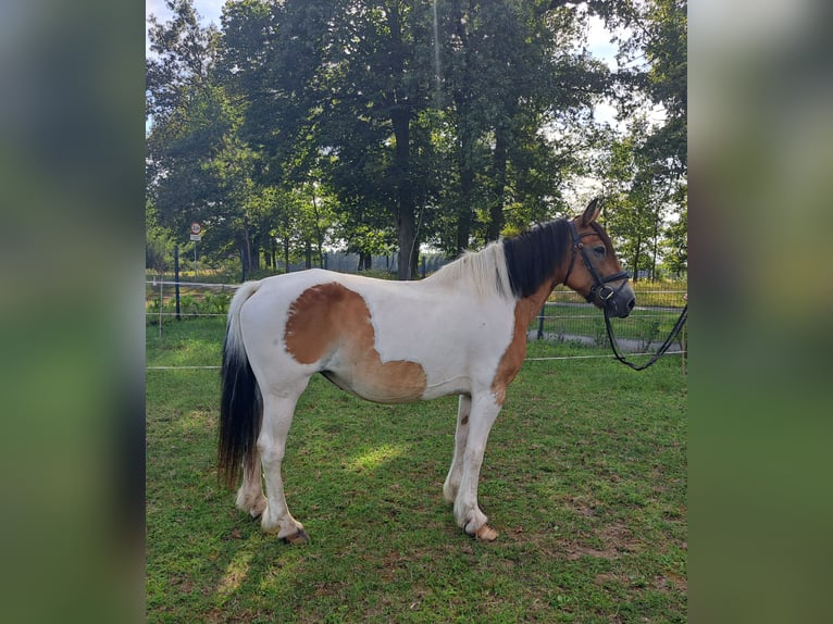 Polish Coldblood Mare 8 years 15,1 hh Pinto in Forst