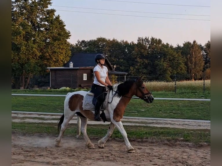 Polish Coldblood Mare 8 years 15,1 hh Pinto in Forst