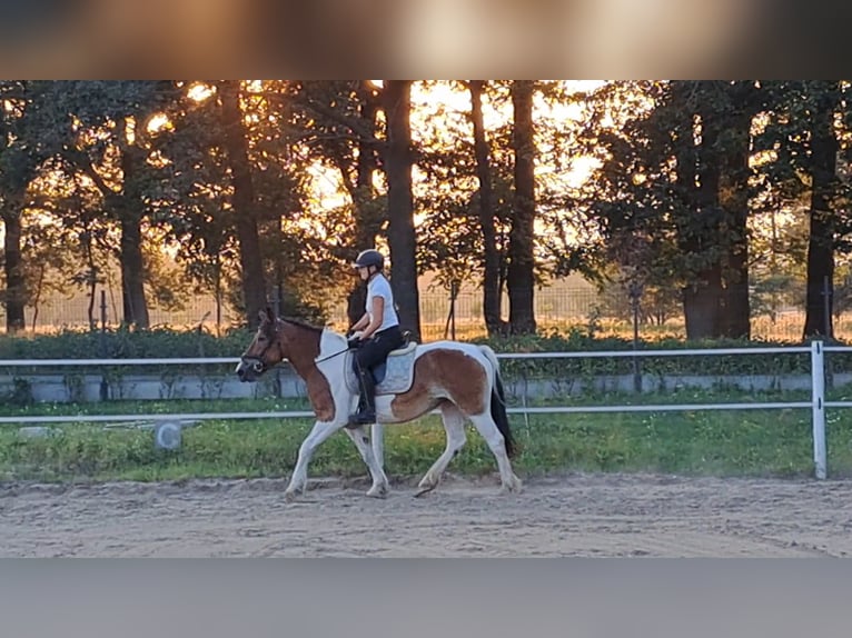 Polish Coldblood Mare 8 years 15,1 hh Pinto in Forst