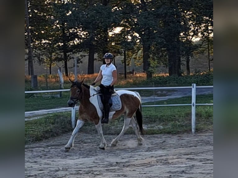 Polish Coldblood Mare 8 years 15,1 hh Pinto in Forst