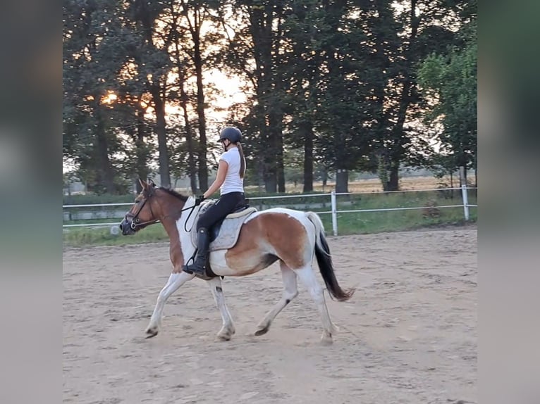 Polish Coldblood Mare 8 years 15,1 hh Pinto in Forst