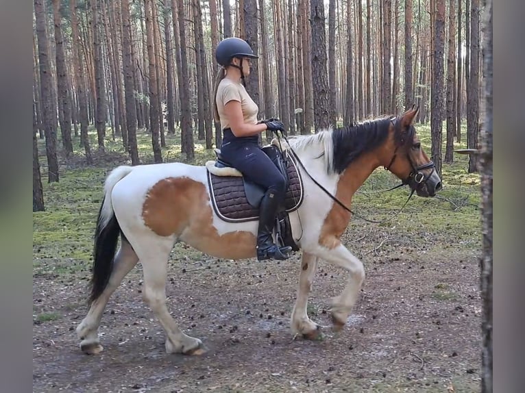 Polish Coldblood Mare 8 years 15,1 hh Pinto in Forst