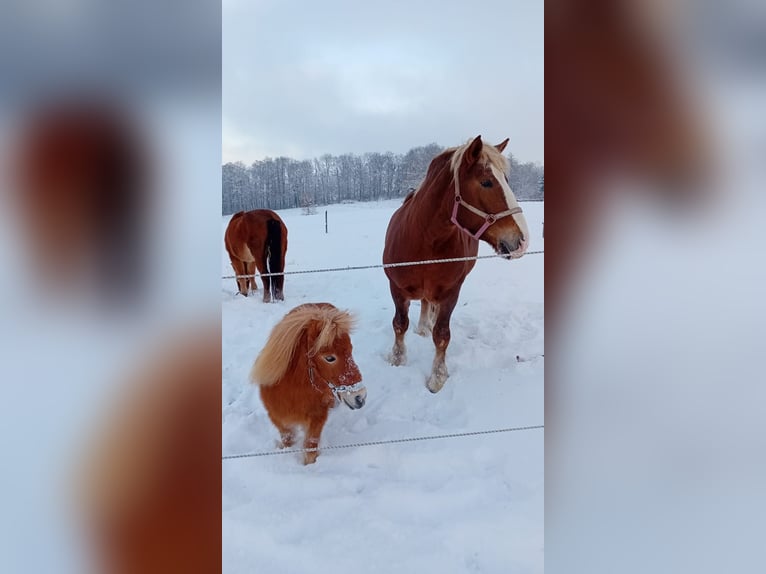 Polish Coldblood Mare 8 years 15,2 hh Bay in Däniken SO