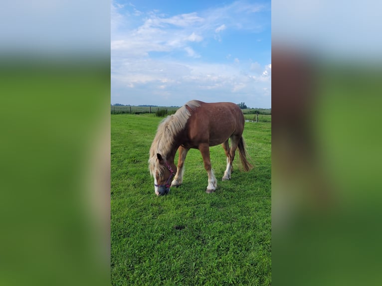 Polish Coldblood Mare 8 years 15,1 hh Chestnut-Red in T&#xF6;nning