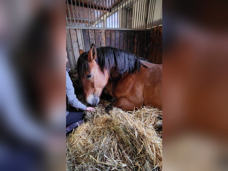 Polish Coldblood Mare 8 years 15,2 hh Brown in Kronach