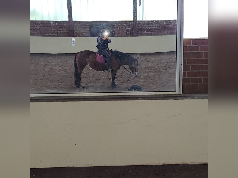 Polish Coldblood Mare 8 years 15,2 hh Brown in Kronach