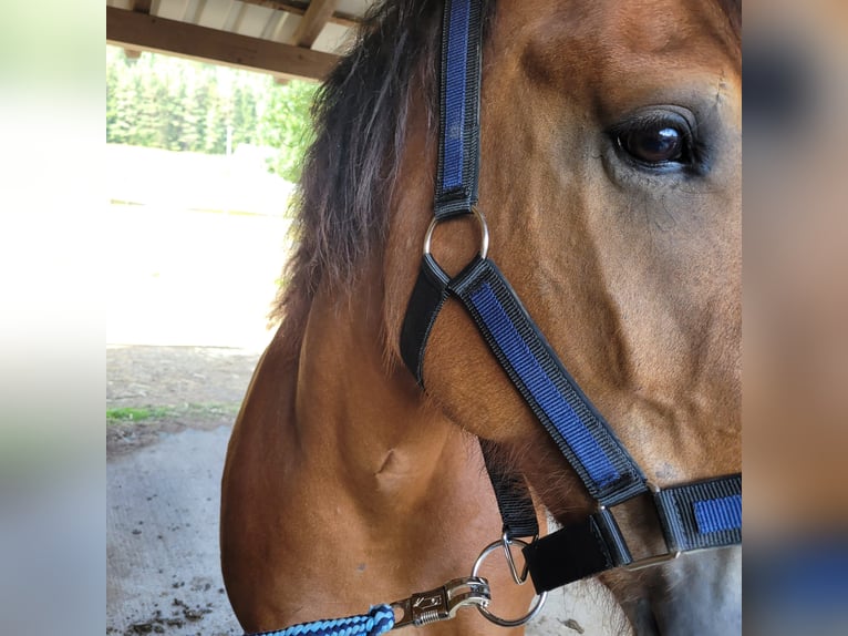 Polish Coldblood Mare 8 years 15,2 hh Brown in Kronach