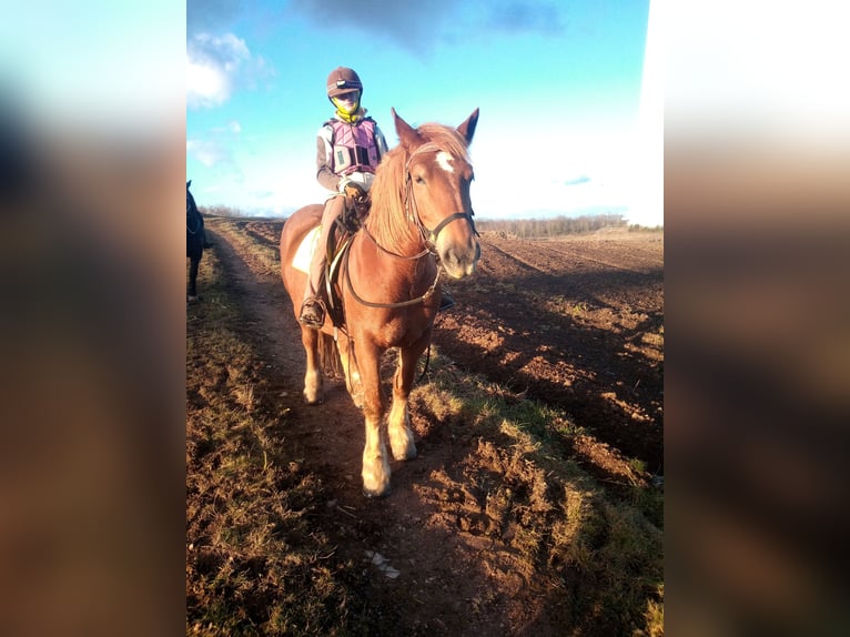 Polish Coldblood Mare 8 years 15,2 hh Chestnut-Red in Niederbrombach