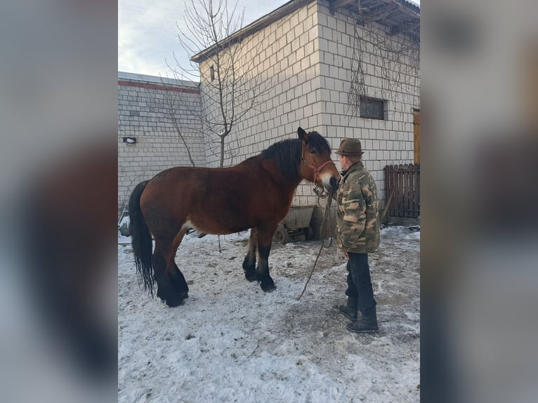 Polish Coldblood Mare 8 years 16.2 hh Brown in Dąbrówka
