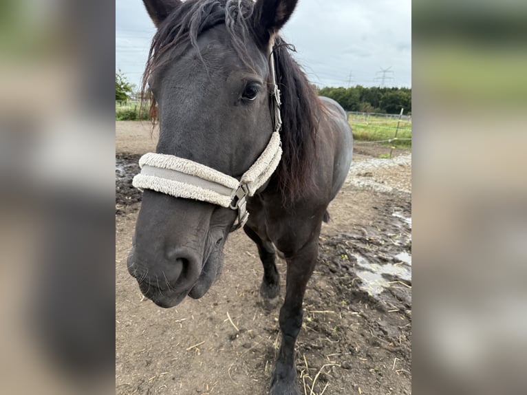 Polish Coldblood Mare 8 years 16 hh Black in F&#xFC;rstenfeldbruck