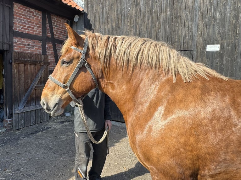 Polish Coldblood Mare 8 years 16 hh Chestnut-Red in Winsen (Aller)