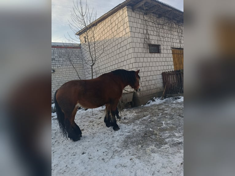 Polish Coldblood Mare 8 years 16,2 hh Brown in Dąbrówka