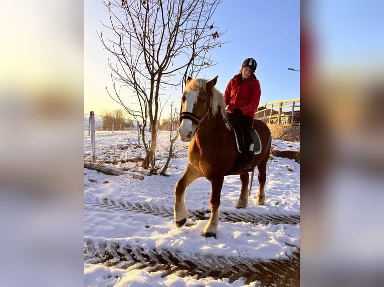 Polish Coldblood Mare 9 years 15,2 hh Brown in Rothenfluh