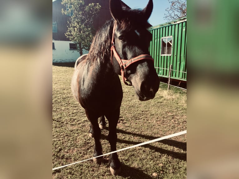 Polish Coldblood Mare 9 years 15 hh Black in Neuweiler