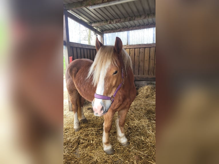 Polish Coldblood Mare 9 years 15,1 hh Chestnut-Red in Tönning