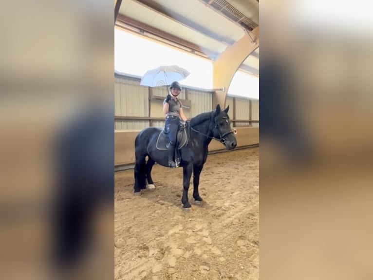 Polish Coldblood Mare 9 years 16 hh Black in Schwaigern