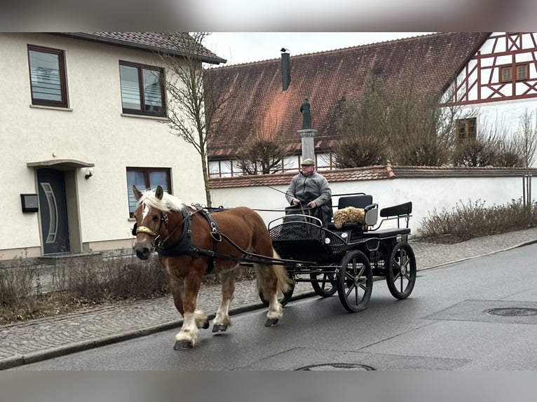 Polish Coldblood Mare 9 years 16 hh Chestnut-Red in Riedlingen