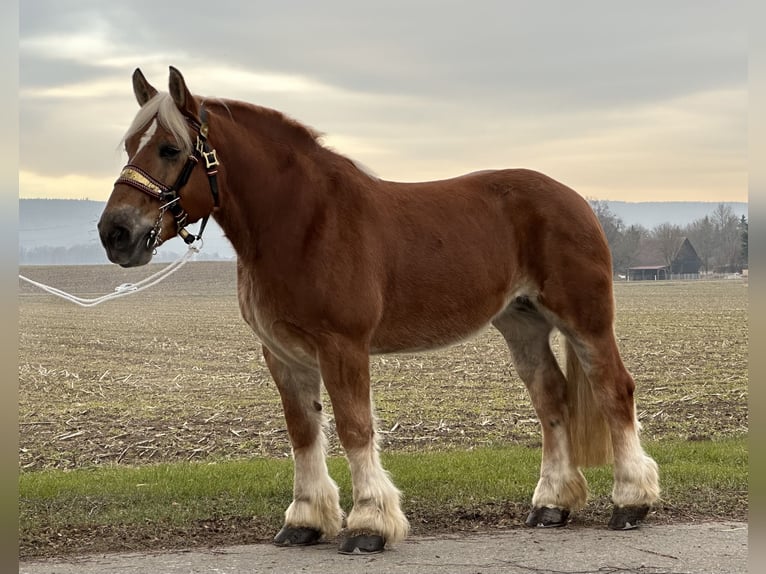 Polish Coldblood Mare 9 years 16 hh Chestnut-Red in Riedlingen