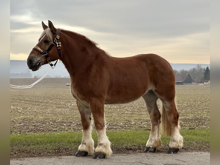 Polish Coldblood Mare 9 years 16 hh Chestnut-Red in Riedlingen