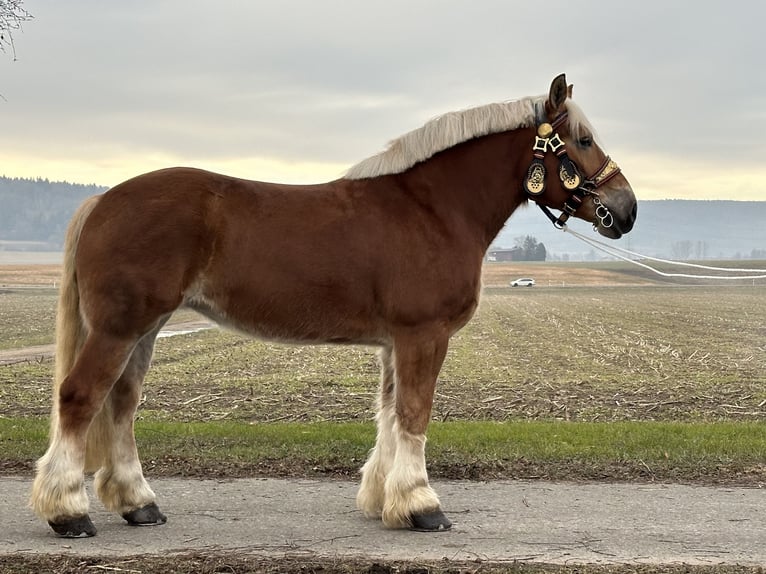 Polish Coldblood Mare 9 years 16 hh Chestnut-Red in Riedlingen