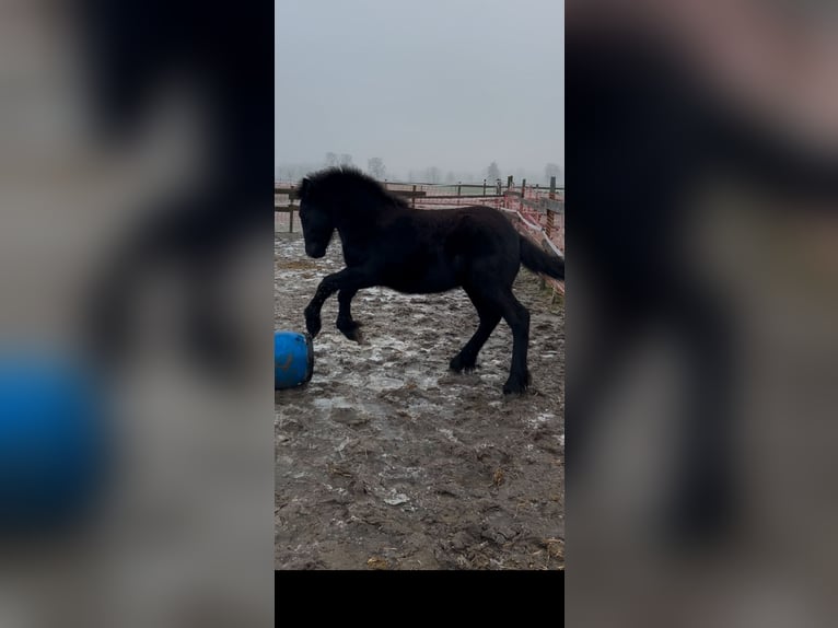 Polish Coldblood Mix Stallion 1 year 15,2 hh Black in Cloppenburg