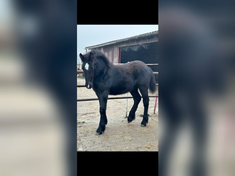 Polish Coldblood Mix Stallion 1 year 15,2 hh Black in Cloppenburg