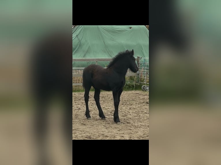 Polish Coldblood Mix Stallion 1 year 15,2 hh Black in Cloppenburg