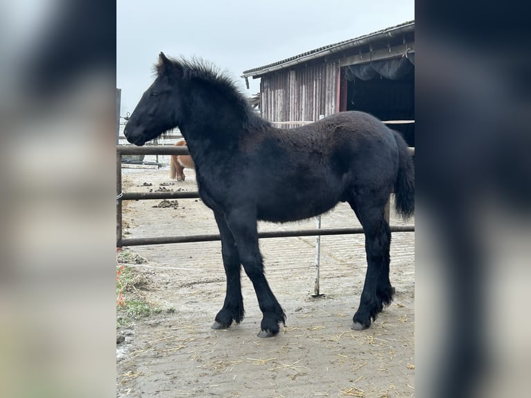 Polish Coldblood Mix Stallion 1 year 15,2 hh Black in Cloppenburg