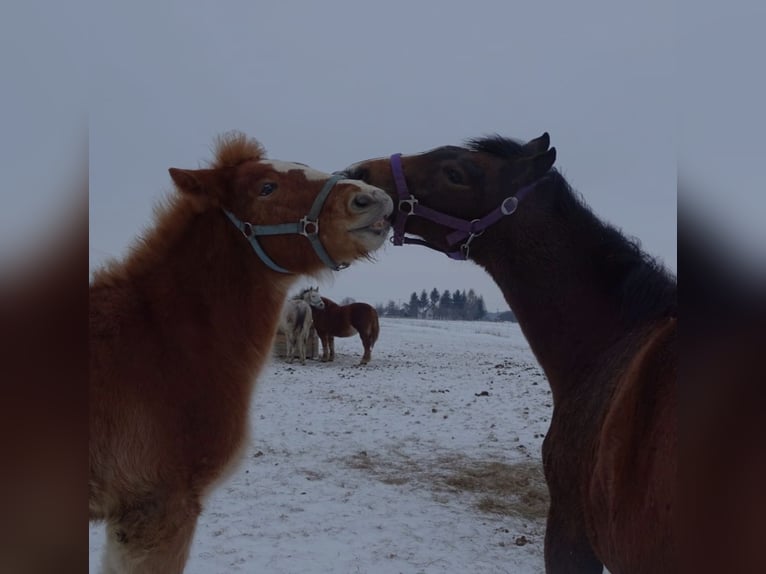 Polish Coldblood Stallion 1 year 15.2 hh Chestnut-Red in Studzianka