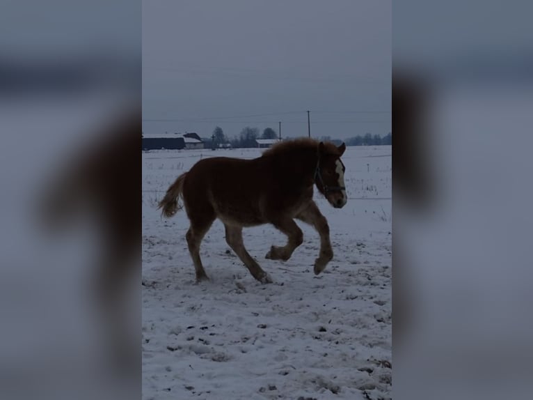 Polish Coldblood Stallion 1 year 15.2 hh Chestnut-Red in Studzianka