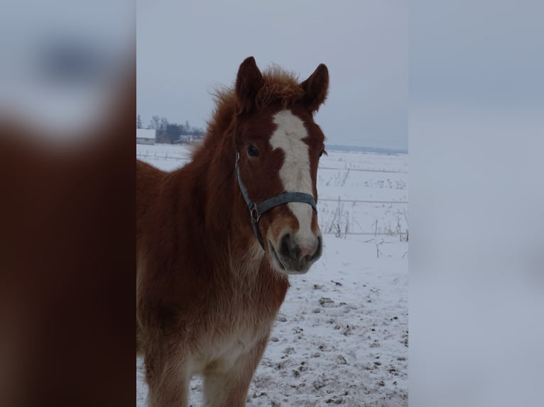 Polish Coldblood Stallion 1 year 15.2 hh Chestnut-Red in Studzianka