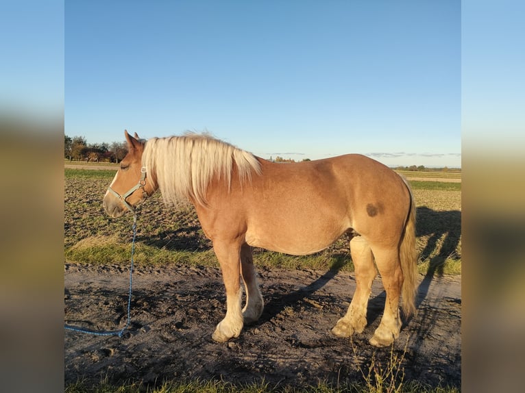 Polish Coldblood Stallion 1 year 15,2 hh Chestnut-Red in Studzianka